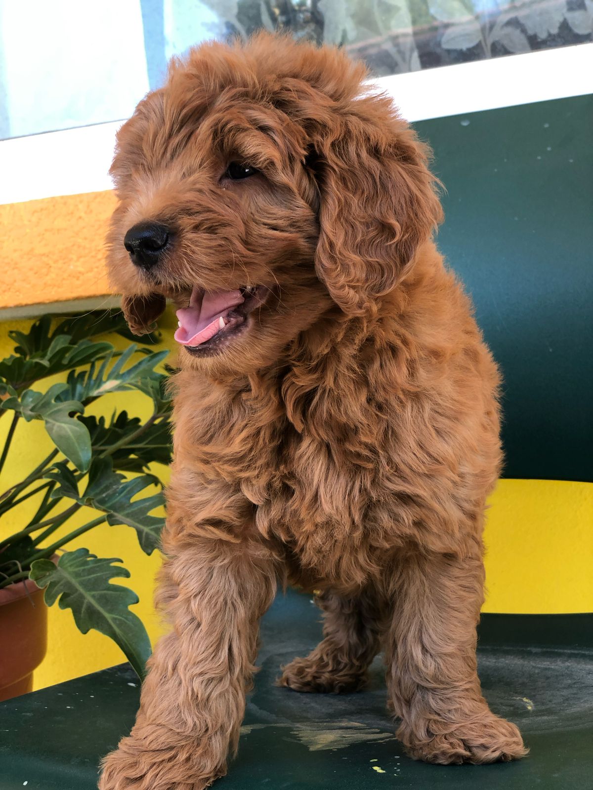 GoldenDoodle - Image 3