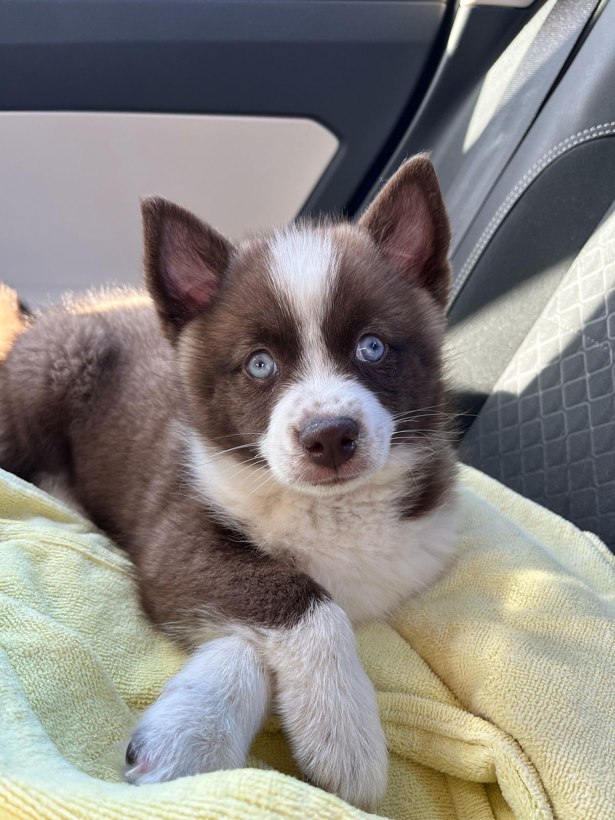 Pomsky