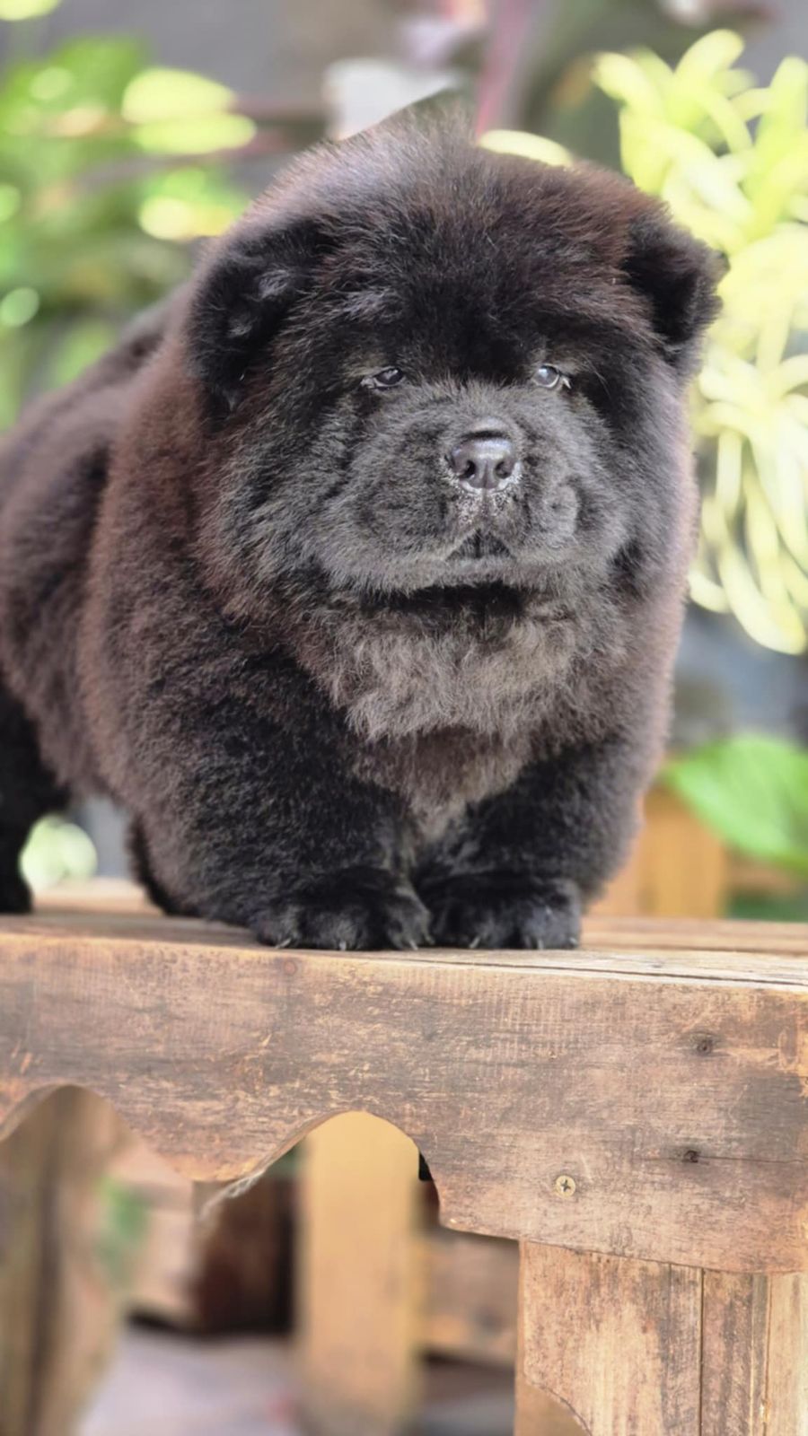 Chow Chow - Image 4