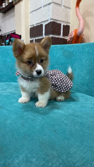 Corgis
