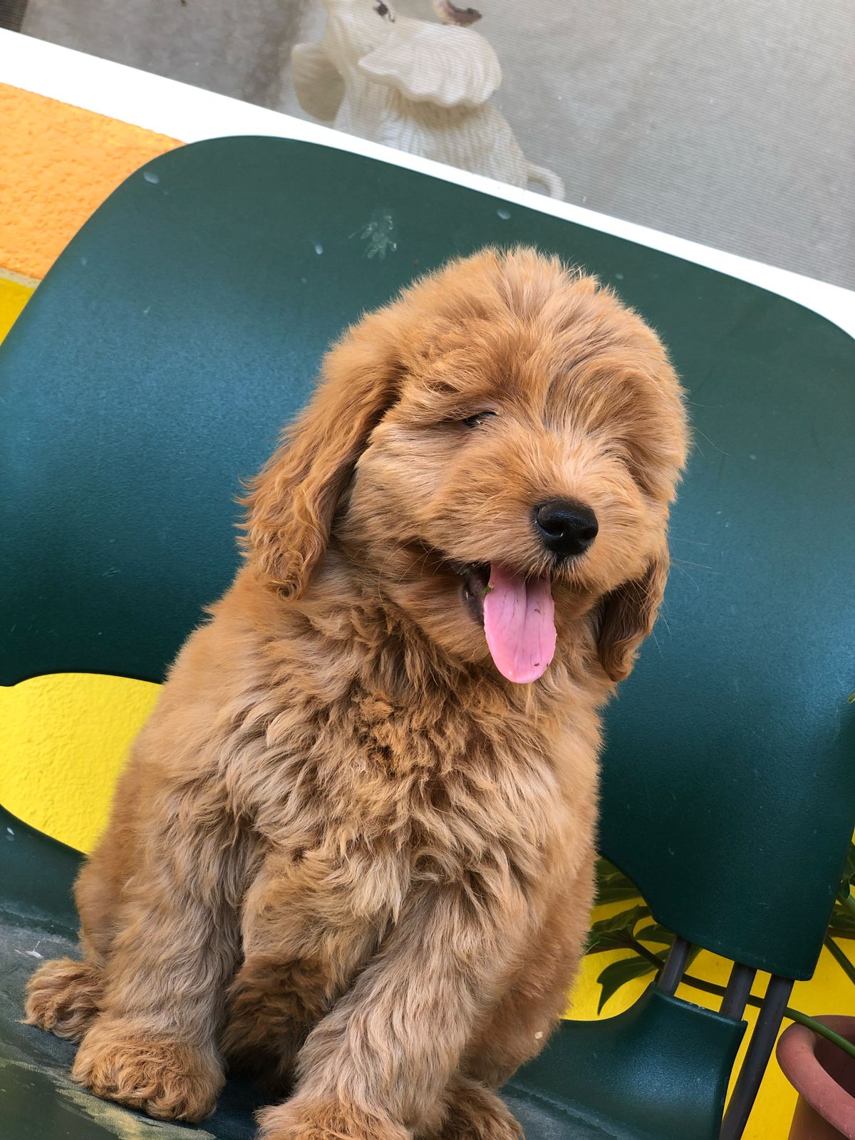 GoldenDoodle - Image 2