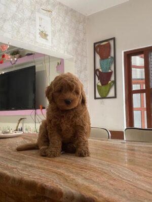 GoldenDoodle