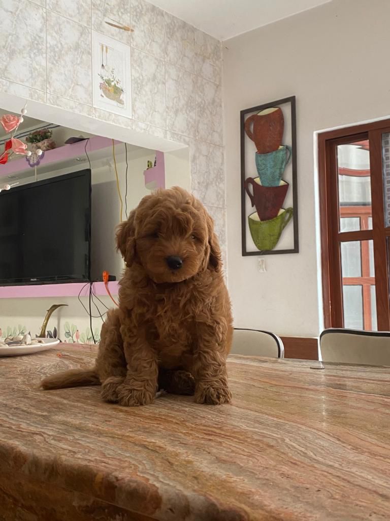 GoldenDoodle