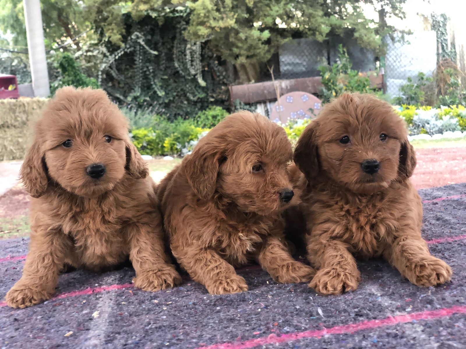 GoldenDoodle - Image 4