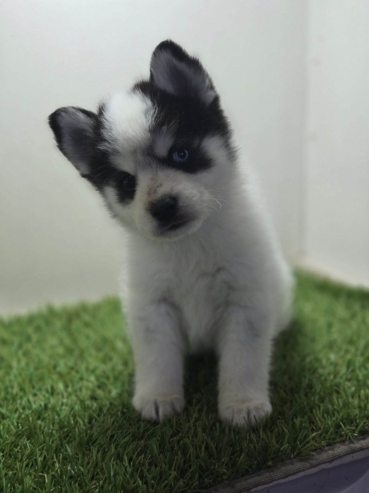 Pomsky - Image 2