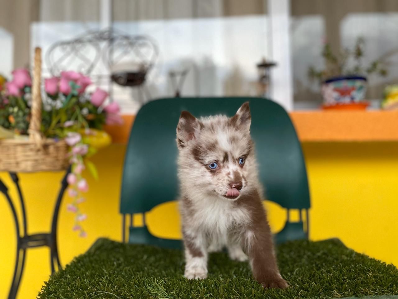 Pomsky - Image 3
