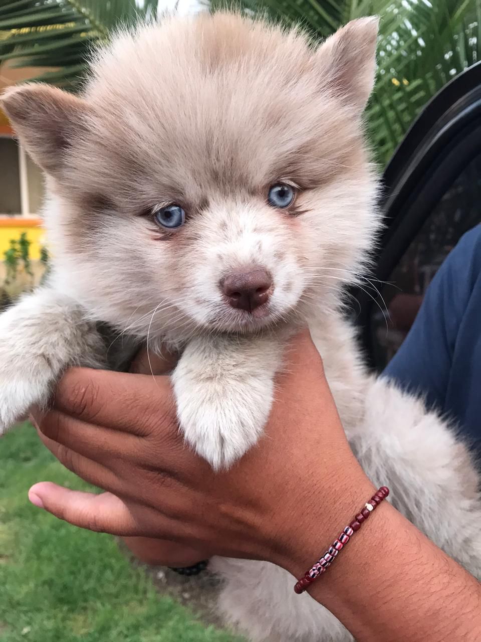 Pomsky - Image 4