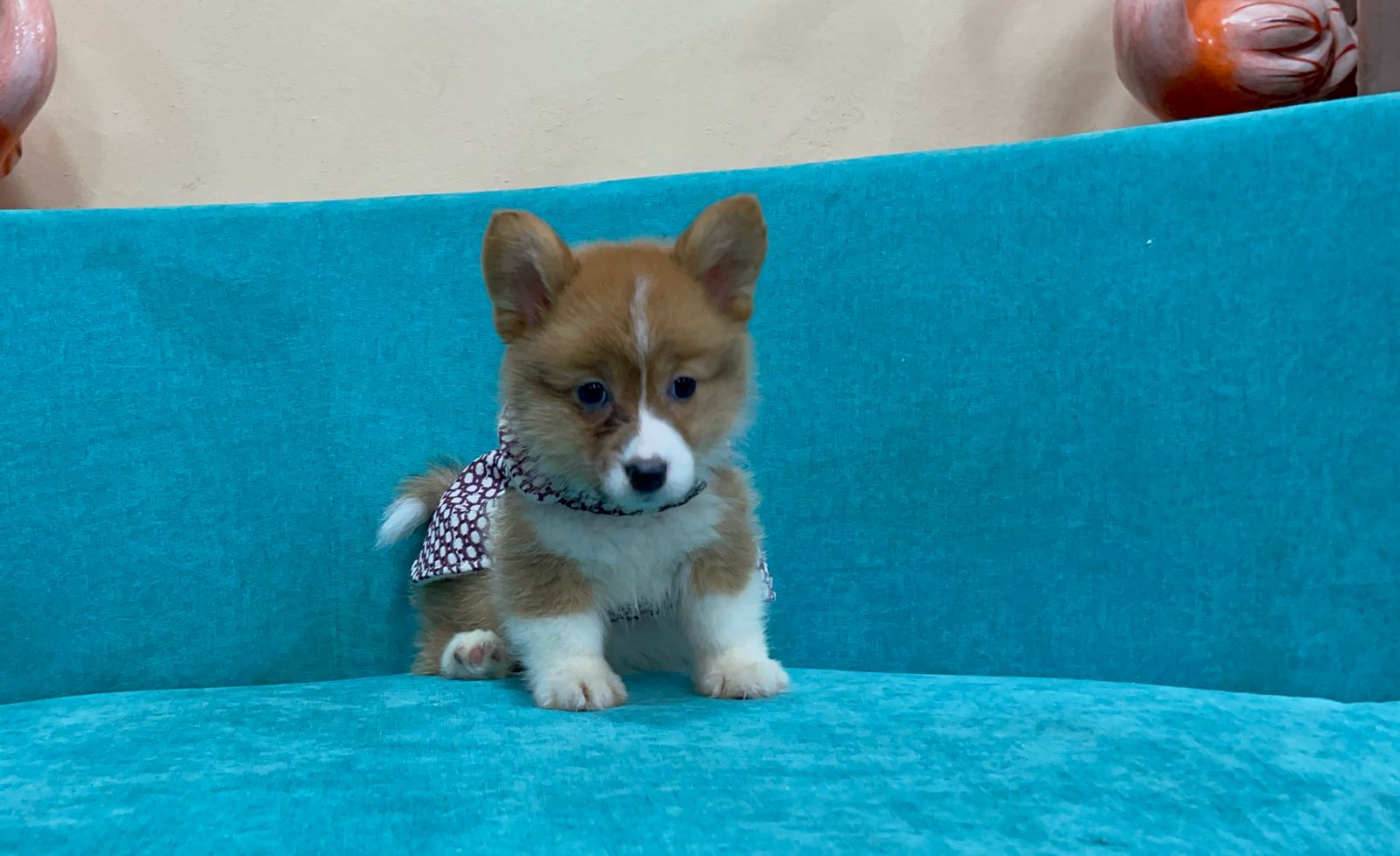 Corgis - Image 2