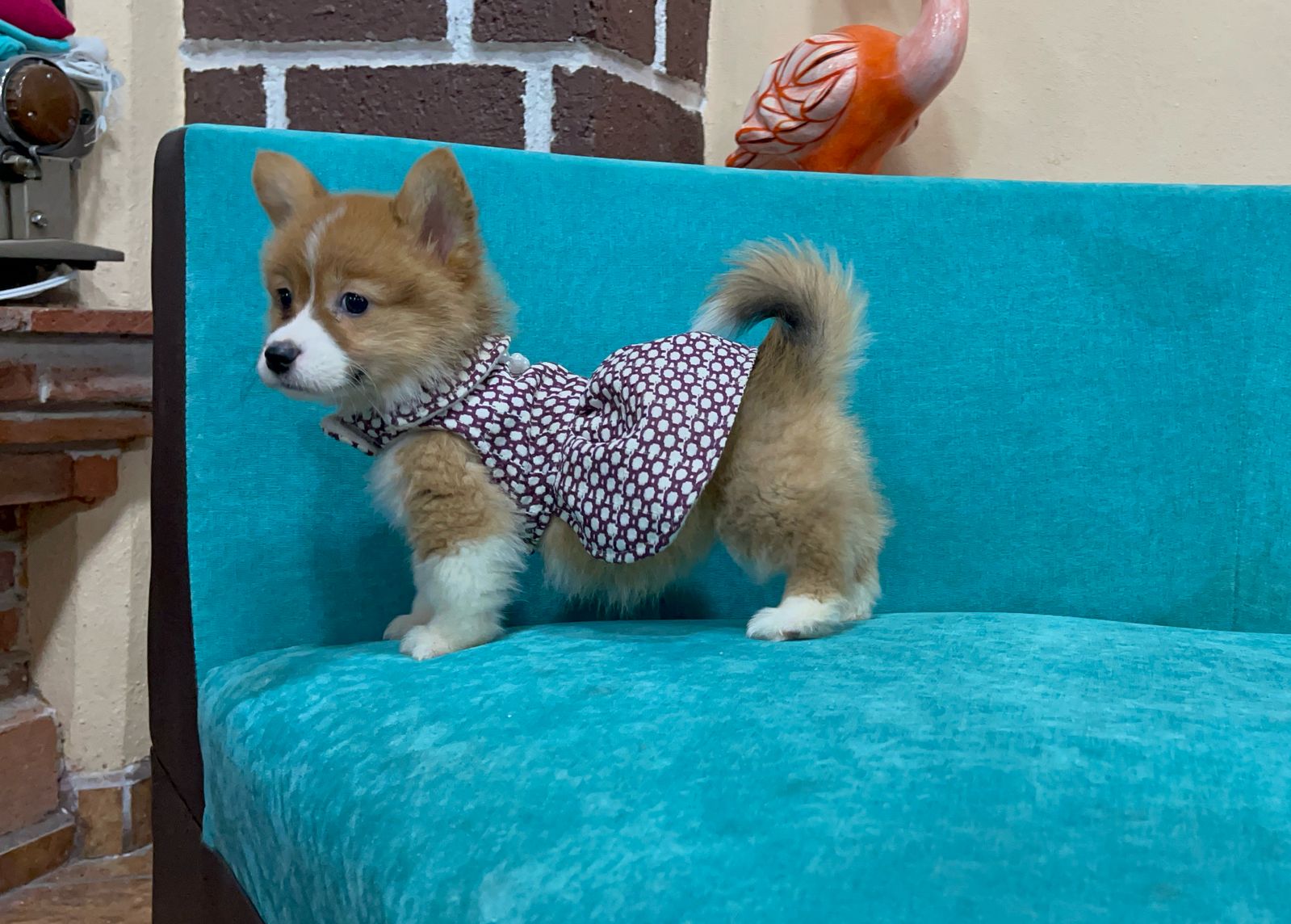 Corgis - Image 3