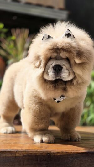 Chow Chow