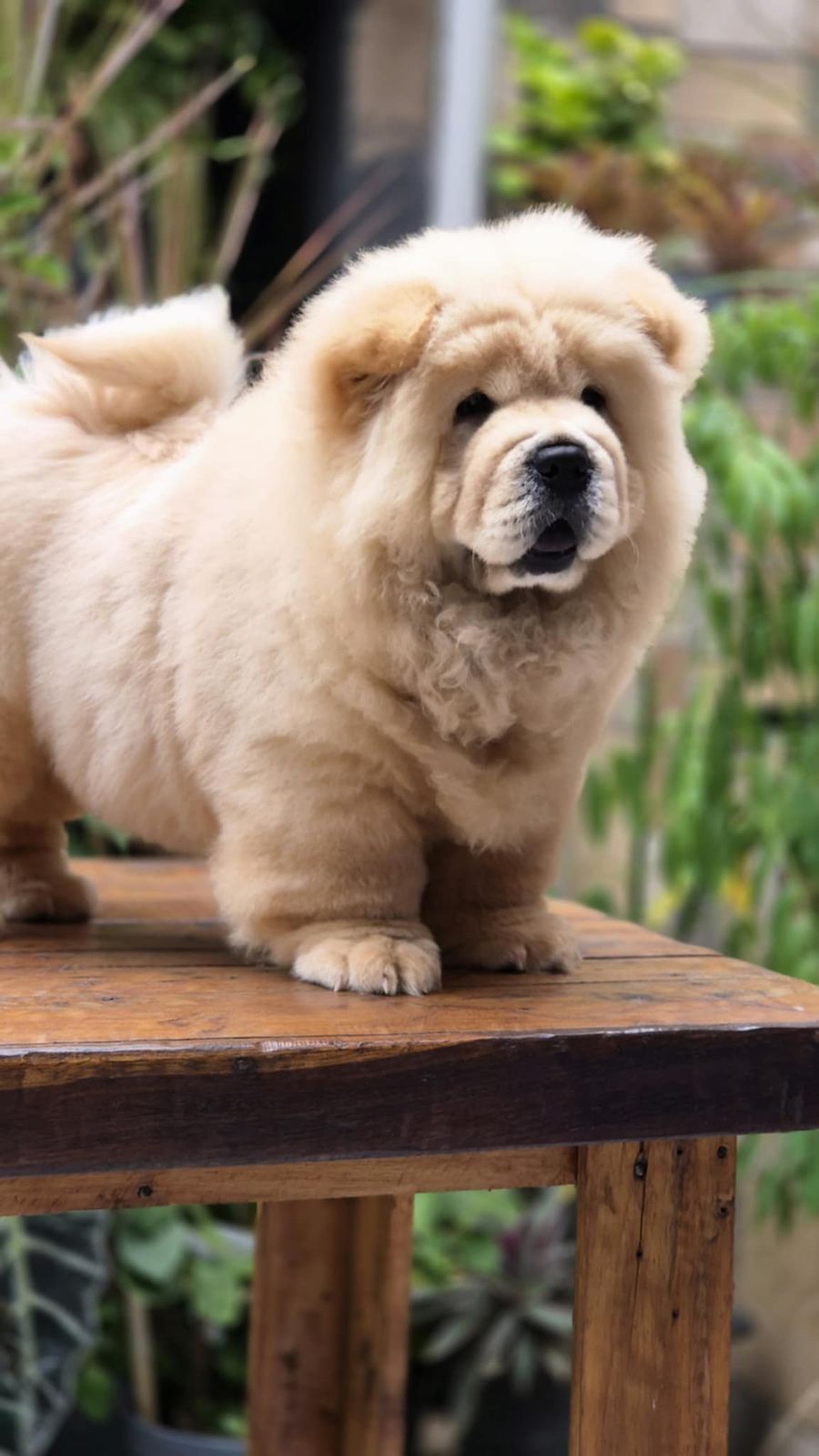 Chow Chow - Image 3