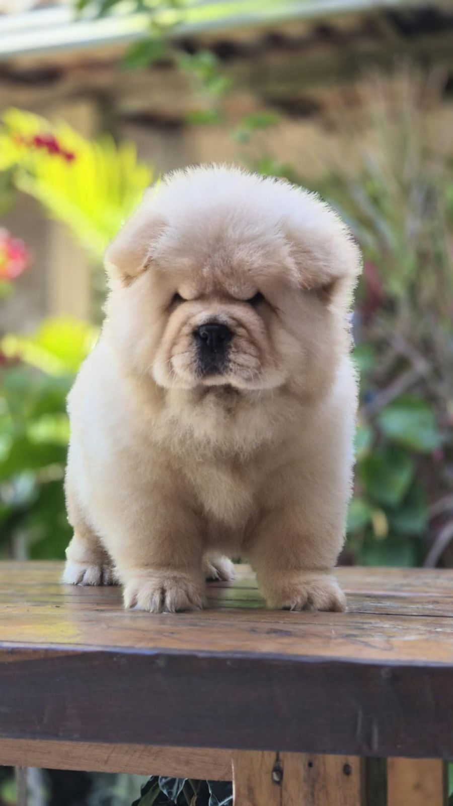 Chow Chow - Image 2